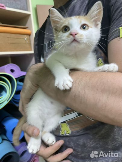 Котенок мальчик бесплатно