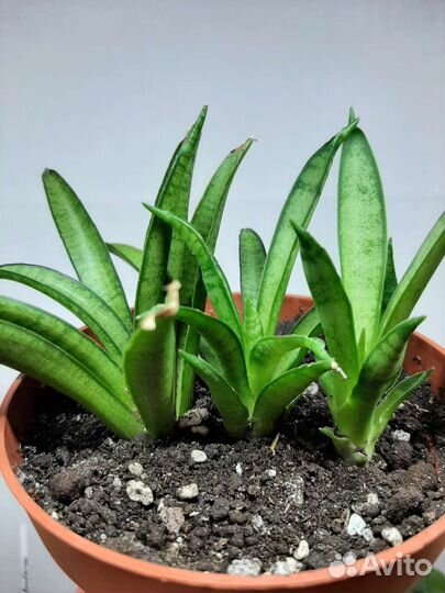 Сансевиерия