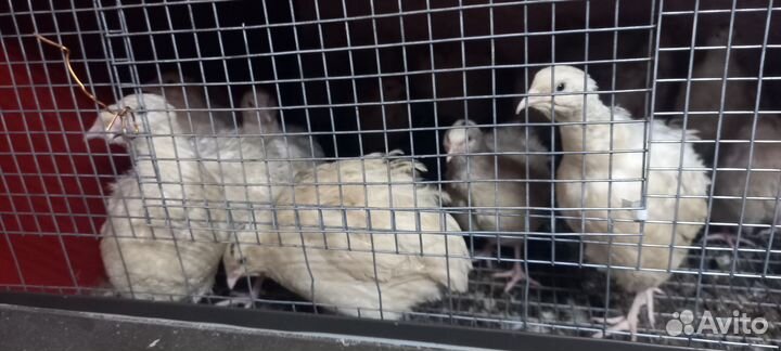 Перепела продажа