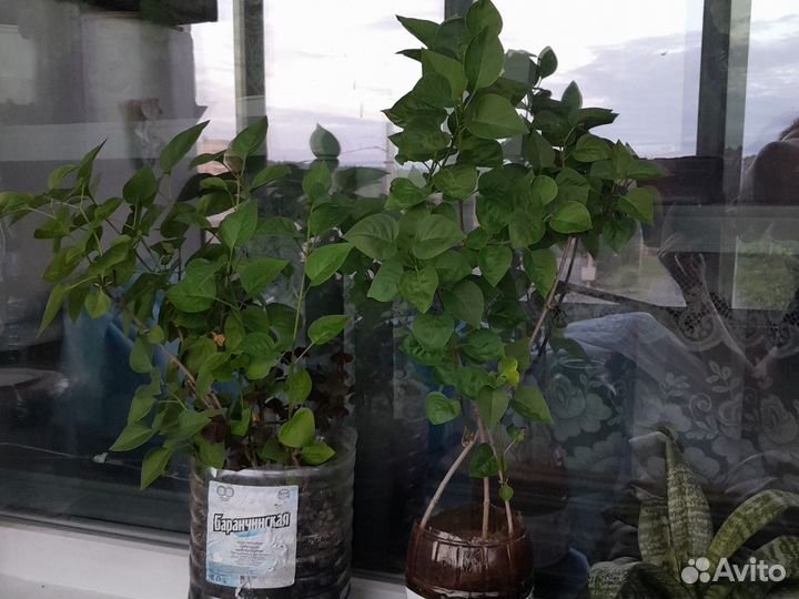 Сирень белая (двухлетние саженцы)