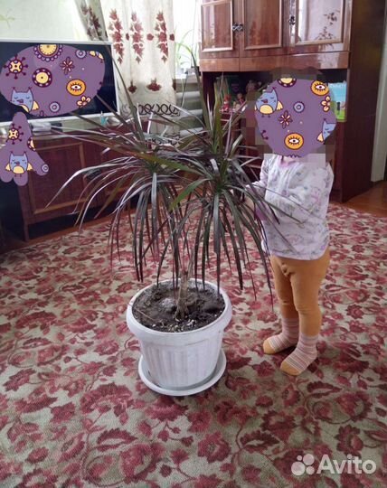 Комнатные цветы