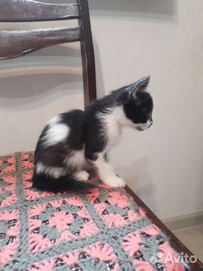 Котенок мальчик в добрые руки бесплатно