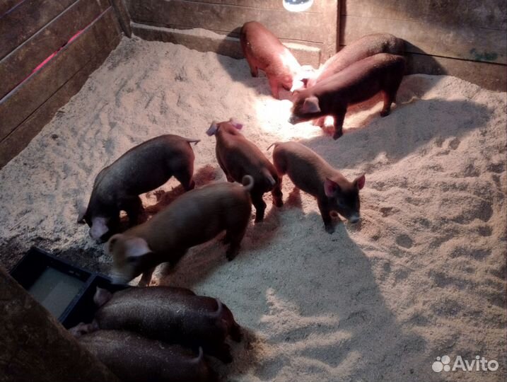 Чистокровный дюрок