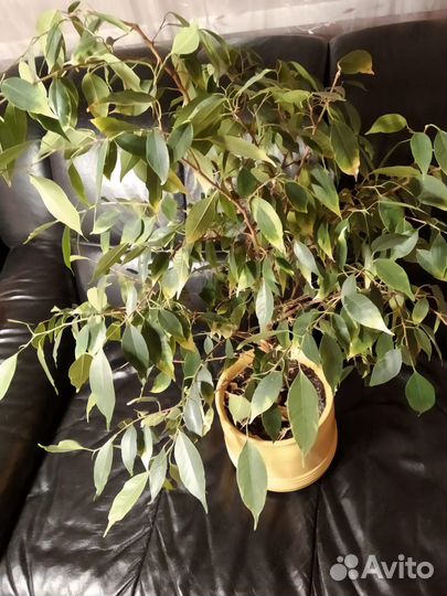 Фикус бенджамина