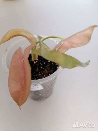 Сингониумы