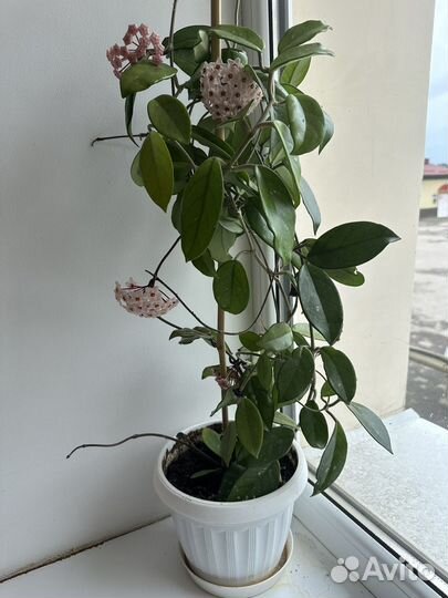 Комнатные растения цветы / в офис