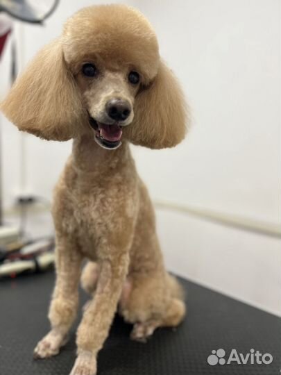 Стрижка собак Стрижка кошек Вычес