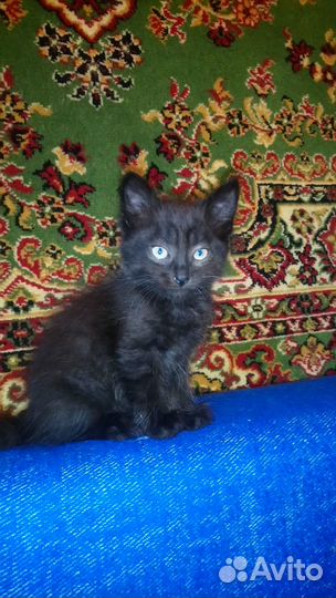Отдам котят