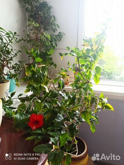 Гибискус китайская роза цветущая большая