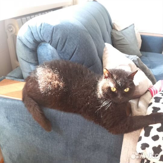 Отдам кота в добрые руки
