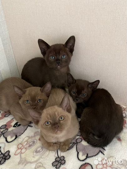 Котята европейской бурмы
