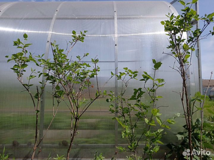 Жасмин чубушник