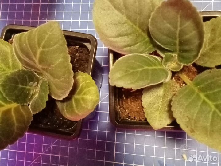 Комнатные растения