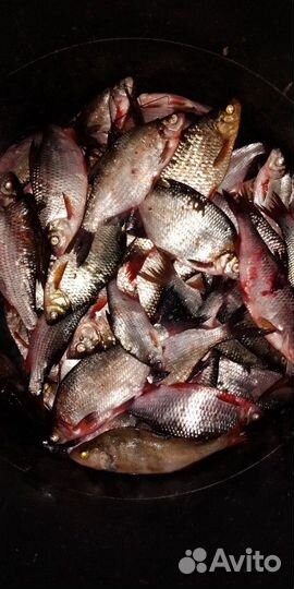 Рыба свежая/вяленная