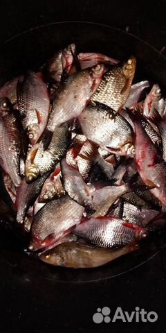 Рыба свежая/вяленная