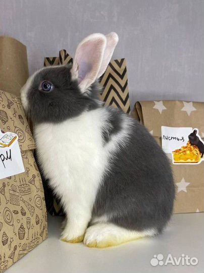 Карликовые кролики