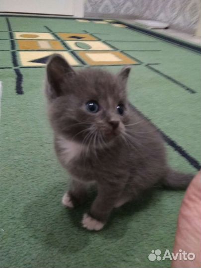 Котята от красавицы мамы 