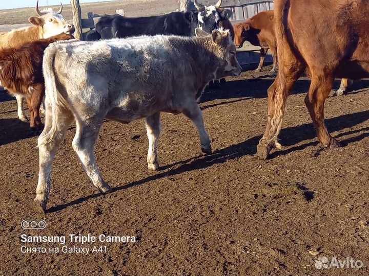 Тёлки 23года