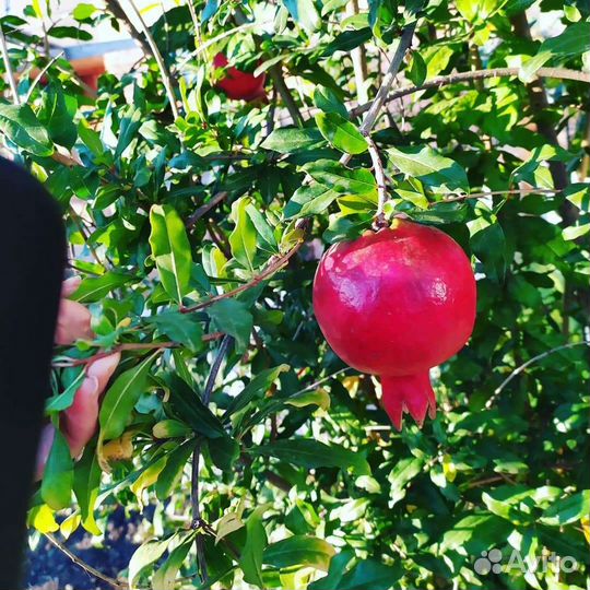 Экзотические растения/саженцы