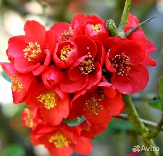 Айва превосходная 