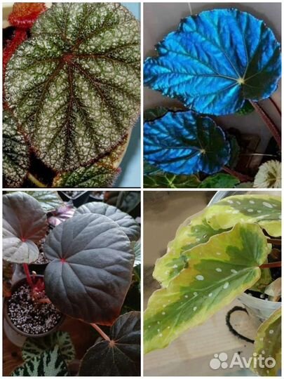 Бегонии природники