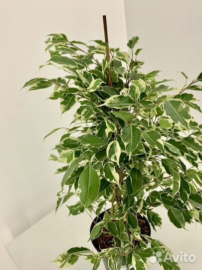 Фикус бенджамина
