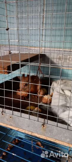 Алтайские белки