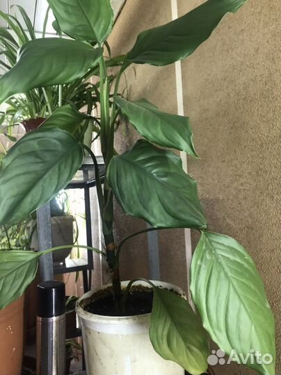 Комнатные цветы