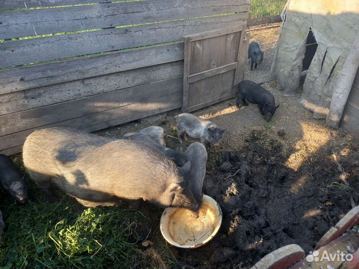 Вьетнамские вислобрюхие поросята