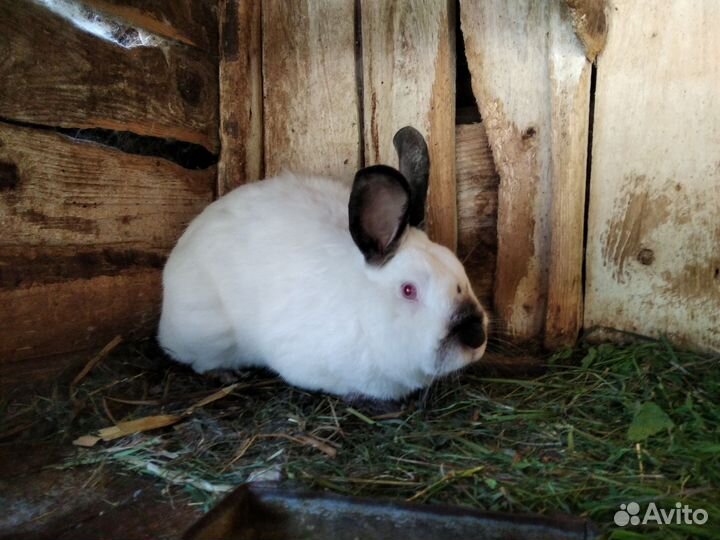 Калифорнийские кролики