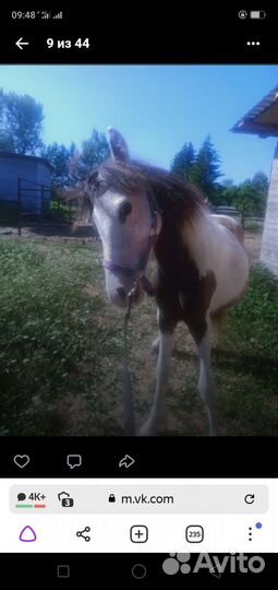 Кобыла и жеребчик кросс тинкер,жеребец пони класс