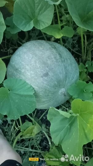 Тыква кормовая