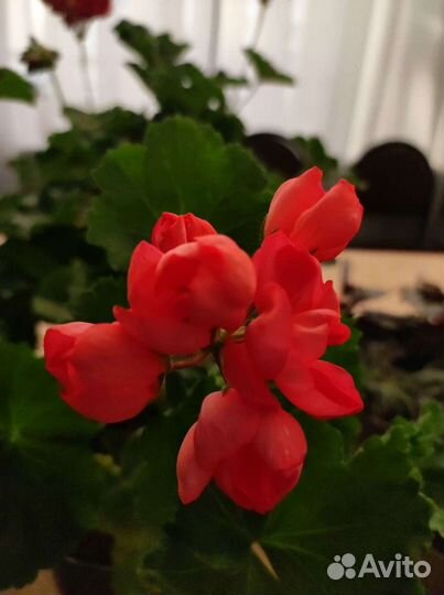 Комнатные растения на выставке цветов 19.05.2024