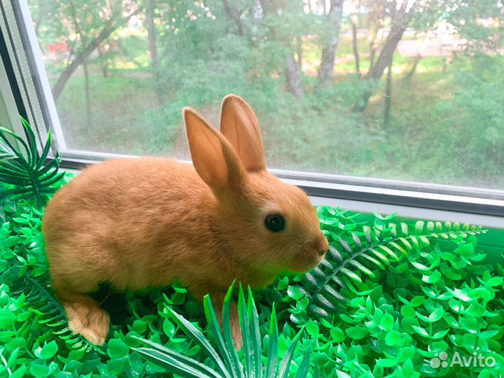 Карликовый кролик - Мега мини