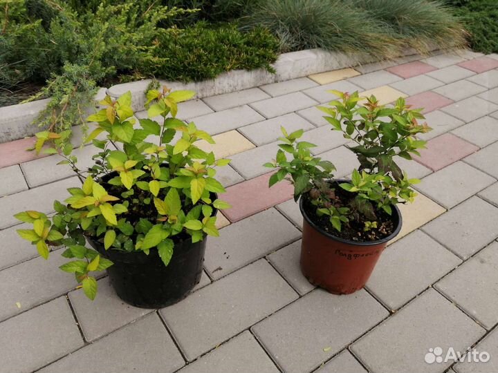 Спирея японская