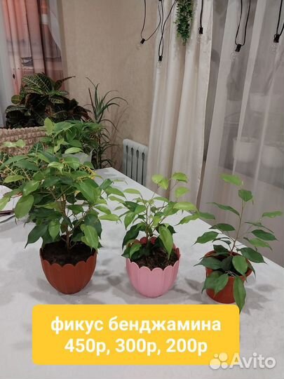 Продам цветы комнатные