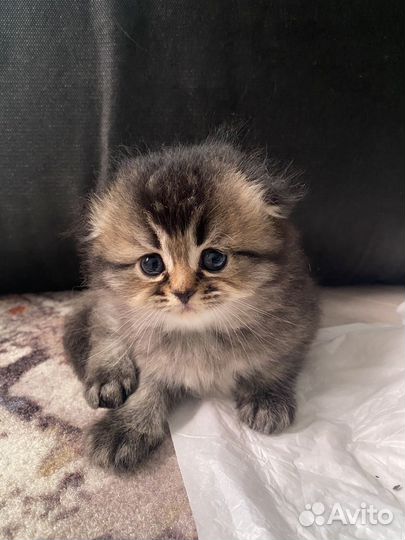 Шотландские котята