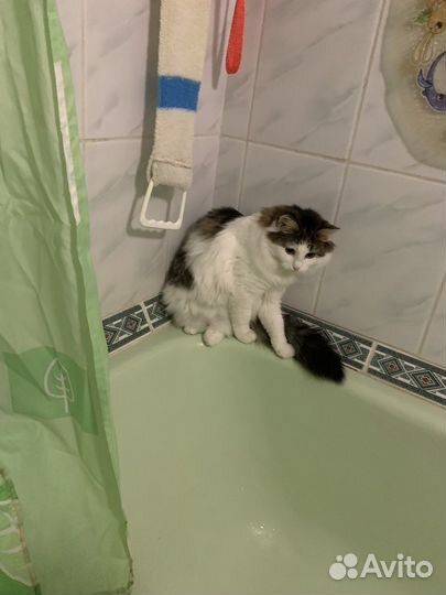 Кошка в хорошие руки