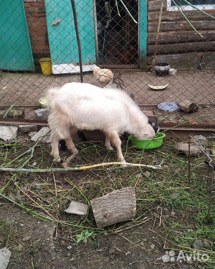 Козел ламанча