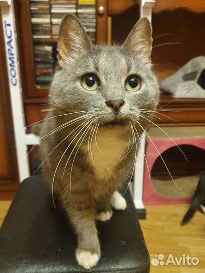 Серебристая звезда