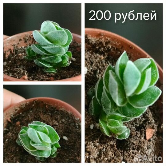 Суккуленты