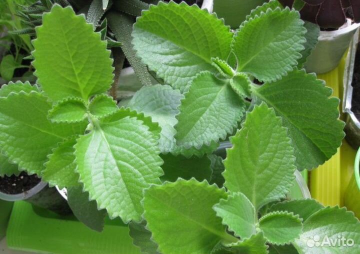 Амарилис, амазонская лилия, пахистахис