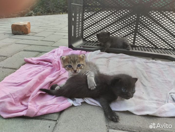 Котята бесплатно