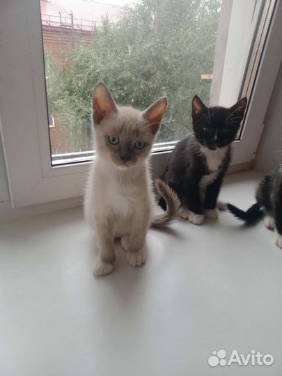 Котята бесплатно