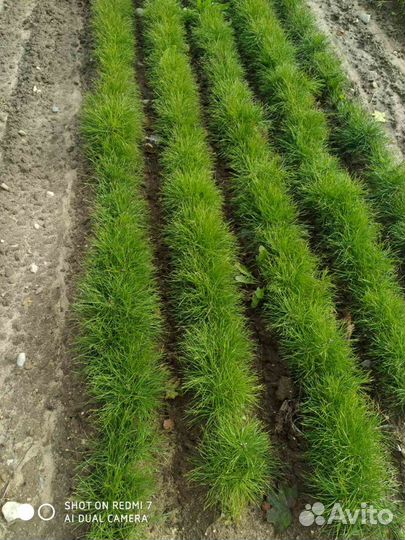 Сеянцы и сосны