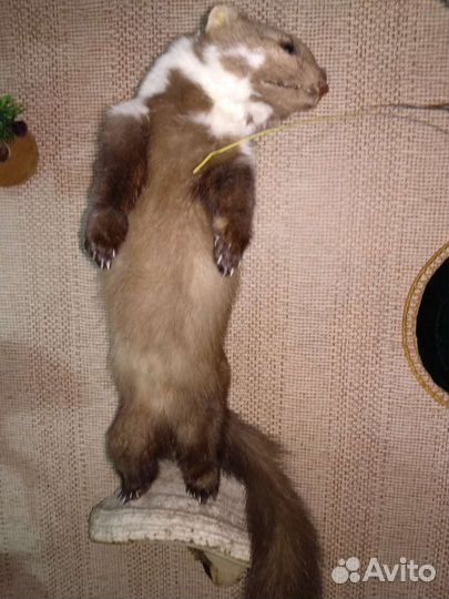 Куница, чучело