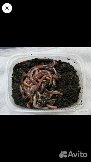 Червь дендробена