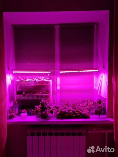 Фитолампа для растений