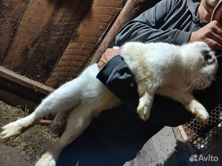 Кролики мясных пород