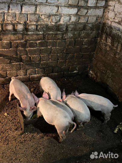 Поросята